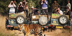 tiger