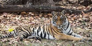 tiger
