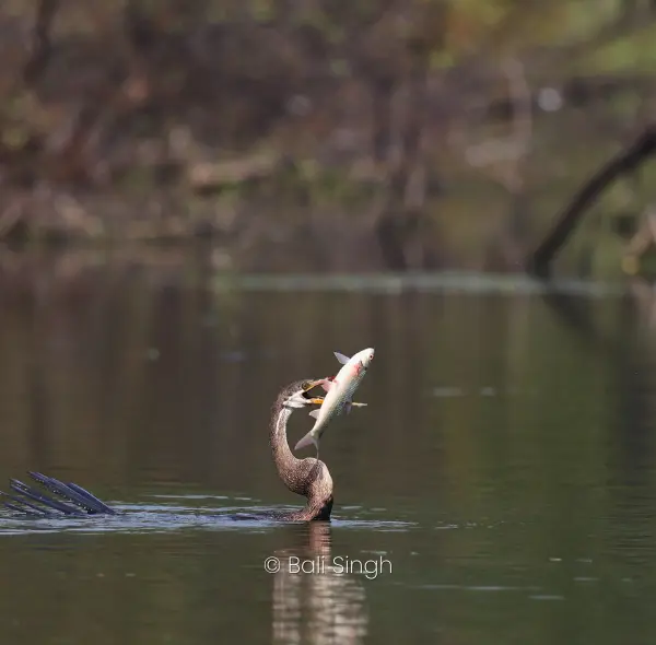 BIRD WATCHING TRIP IN NORTHERN INDIA