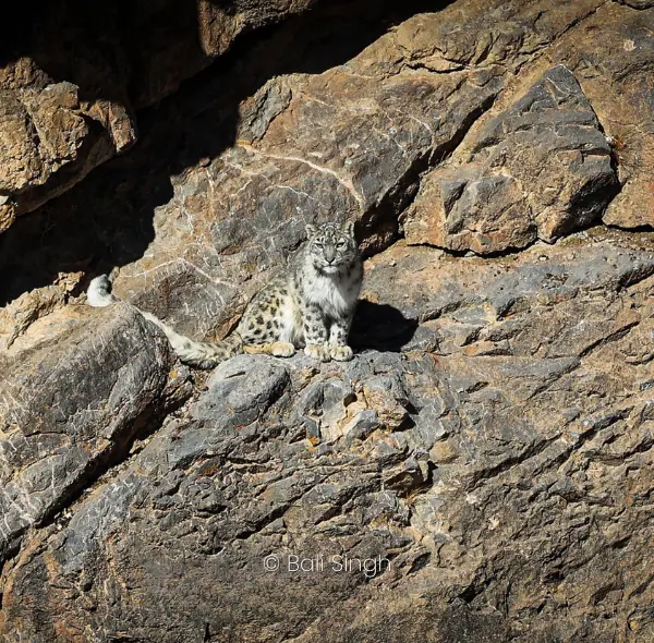 IN SEARCH OF THE SNOW LEOPARD
