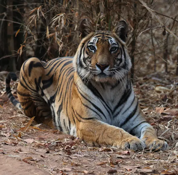 TIGER RESERVES IN THE TERAI REGION